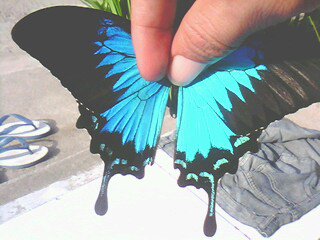 Papilio ulysses ulysses (abberant unmounted) (Internet Image property of respective owner, non-commercial use only)